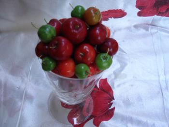 Fresh Cherries - West Indian cherries from the tree in the backyard.