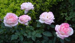 rose - indian rose
