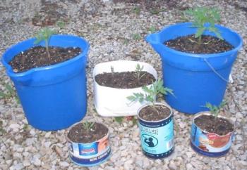 Tomato Plants - 
These are the tomatoes I started from seed in half an eggshell.
