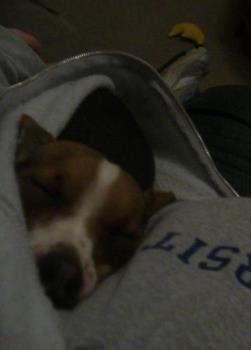 ray ray my doggie - nap in my hoodie