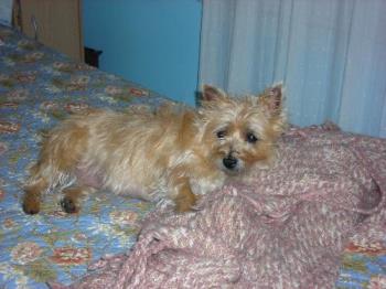 Nala- very relaxed taking her day long nap - this is a recent picture of our older Cairn, Nala-

she is 7 years old in thhis picture, and cute as ever!
