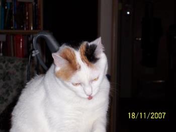 Angel sticking out her tongue - funny girl