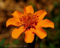 french marigold - very nice shape, comes in many colors. french marigold - very nice shape, comes in many colors.