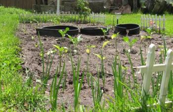 veggie Plot - new plants and thinned out the sweet corn