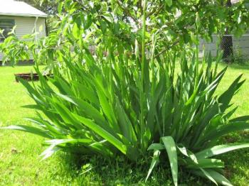 Iris - A whole lot here with others scattered in the yard and flower beds.