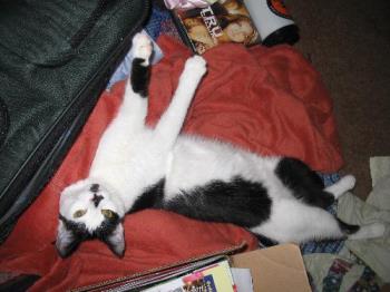 Carlye--the kitty who gets a bath - Carlye all stretched out. 