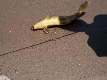 Coy or Cat fish? - A fish that was caught from the Colorado river in Laughlin. The fish want to be fed from the docks. 