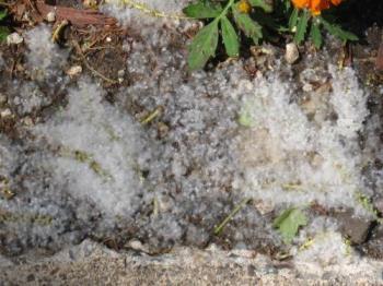 Fuzzy snow - In my flower bed Fuzzy snow - In my flower bed