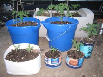 My tomato plants - 
Every one of these tomato plants was started from seed planted in an eggshell. I&#039;ve only had a garden once or twice before in my life and I&#039;ve never done tomato from seed, so I&#039;m pretty pleased with these so far!
