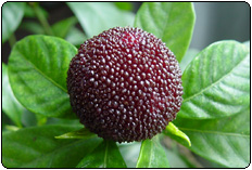 waxberry - waxberry is a fruit belongs to arbutus.