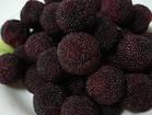 black waxberry - black waxberry is the most well-known