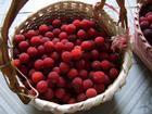 waxberry - a basket of waxberry