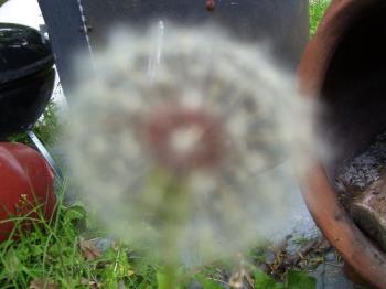 Dandelion poof - Kids love to blow these and make wishes, and play guessing games.