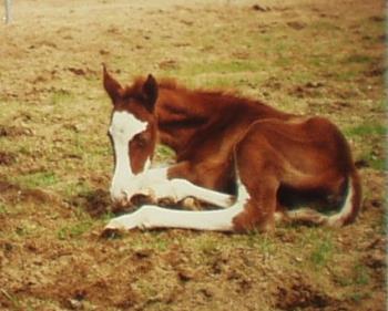 This is Heather - The baby horse that I used to have many years ago. 