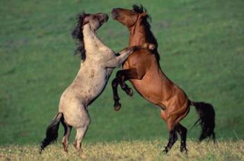 TWO best friends  - this picture shows that animal also have best friends like this