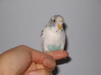parakeet - my parakeet