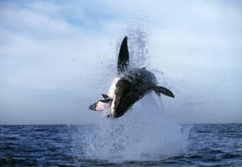 great white - breaching