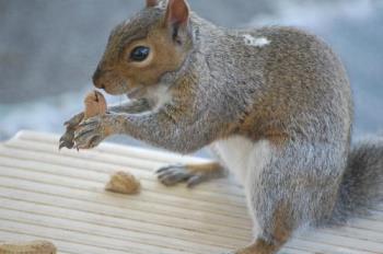 peanut for breakfast - our backyard squirrel