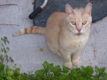 Tiger, who likes to swing. - This is my oldest cat, his name is Tiger. Tiger likes to swing, or come into the car window when we get home. Tiger, who likes to swing. - This is my oldest cat, his name is Tiger. Tiger likes to swing, or come into the car window when we get home.