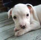 misunderstood sweetness - Pitbulls are so misunderstood. It isn&#039;t the dogs thatare bad it is the owners who train or do not train them.