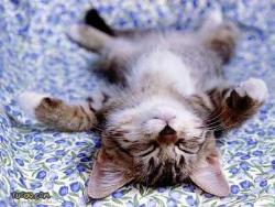Cute Kitten - A cute kitten sleeping on his back on a blanket