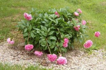 Profusion of Pink Peony - Peony bush in my yard that finally flowered this week.