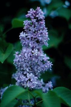Lilac Blossom~Queens Botanic Gardens - image of a lilac tree Lilac Blossom~Queens Botanic Gardens - image of a lilac tree