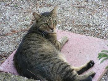 tabby cat - Our older cat was lounging by the front porch, so I decided to take a picture of him. I usually take more of our younger cat because he is more active.
This is Sammy, our traveler. He has been to Maine and Niagara Falls with us. tabby cat - Our older cat was lounging by the front porch, so I decided to take a picture of him. I usually take more of our younger cat because he is more active.
This is Sammy, our traveler. He has been to Maine and Niagara Falls with us.