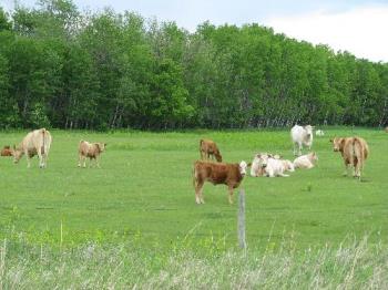 Cattle grazing in green pastures - This is just one of many photos I have taken of well cared for, contented domestic farm animals in the Pembina Valley of South Central Manitoba. 