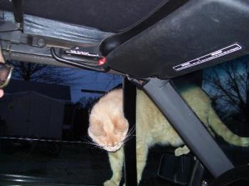 Tiger trying to get in the car. - My cats come when we pull up in the car. They want to come in the window, or door, and go out the other side.