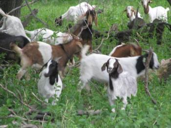 Well cared for goats from a local farm - These goats roam in a large, and yes contained pasture...spending the day enjoying the provisions they have. 