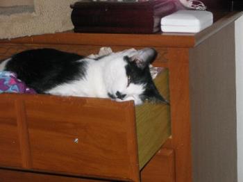 I sleep in a drawer - My little Carlye taking a nap in my underwear drawer. 