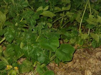 Strange-looking potato plant - A pumpkin that sprouted among the potatoes. I threw a pumpkin here late last fall and thought I got all the seeds out of it. Musta missed one, ya think? Strange-looking potato plant - A pumpkin that sprouted among the potatoes. I threw a pumpkin here late last fall and thought I got all the seeds out of it. Musta missed one, ya think?