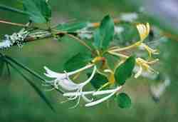 Honeysuckle - A common climbing plant with lovely sweet scented flowers