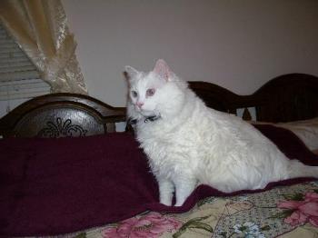 Buffy - My big kitty