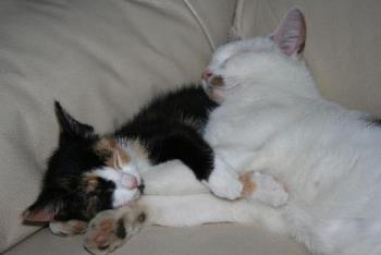 love is....a sleeping kitten! - nfsn dngdngagan an angapngpern love is....a sleeping kitten! - nfsn dngdngagan an angapngpern