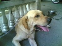 My baby Lab potpot - I love pets my babies