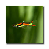 Fish - This is just one of the types of fish in one of my aquariums.