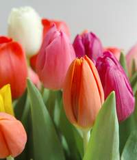 tulips - tulip, colorr full flower, simple byt elegant