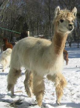 Alpaca - The alpaca wool processing technique was perfected by Sir Titus Salt.