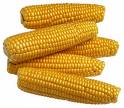 ears of corn - sweet juicy corn ears of corn - sweet juicy corn