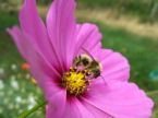 bees visiting flowers - It is nice to know that your flowers are open with so many butterflies and bees coming to pay a visit. 