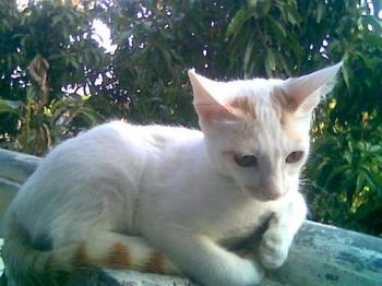 cat on the wall - Thats my sisters kitty. Cute isnt she?