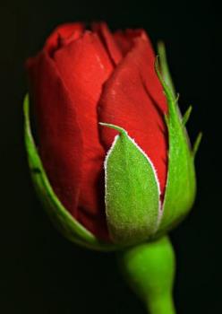 Rose - Rose..