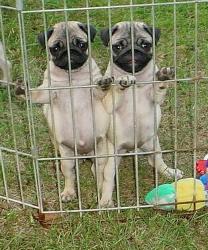 Adorable  - Pugs have to be the cutest little dogs out there. 