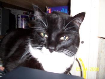 Tuxedo baby - my Tuxedo kitty