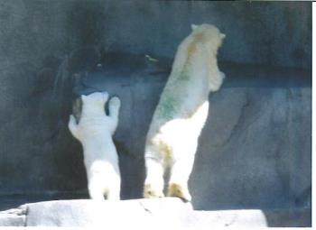 polar bears - mom and baby polar bear