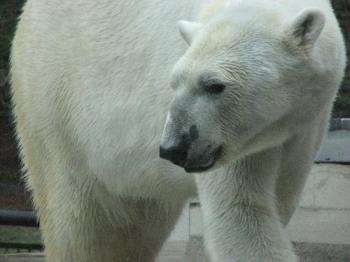 Polar Bear - This was taken at como Zoo.