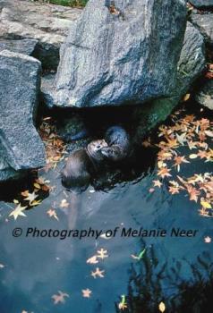 My "Kissing Otters" Photo - image of two otters that look like they are kissing