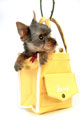 Yorkshire Terrier - Yorkshire Terrier in a purse.  Where they belong.